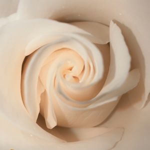 Meet your Posher, Patty